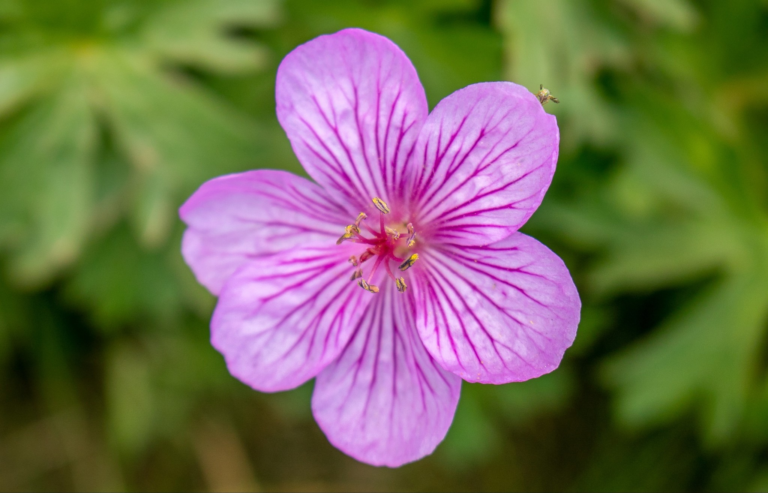 Finding Him in wildflower photography