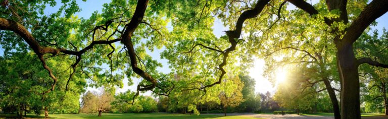 Tranquil panoramic scenery in a beautiful park with a meadow and the sun shining through the green branches of a large oak tree