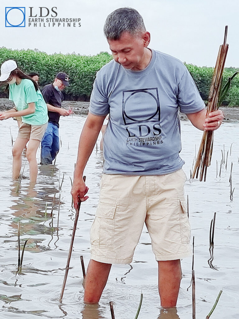 Members volunteer to help plant mangroves