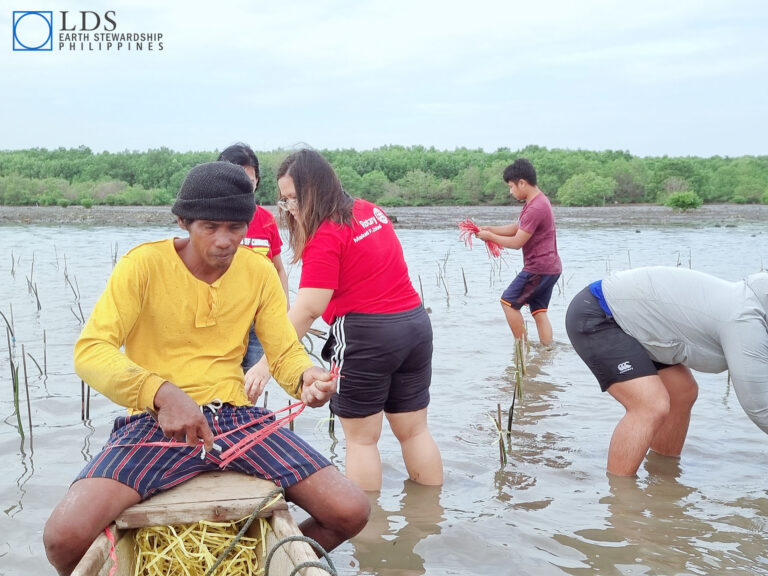 Planting Mangroves in Philippines