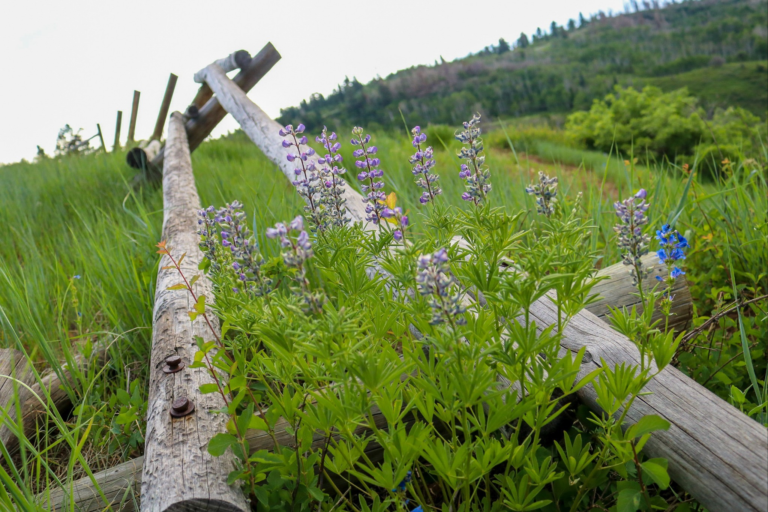 Connecting with His creations through wildflower photography