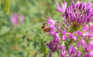 Rocky Mountain Bee on Plant