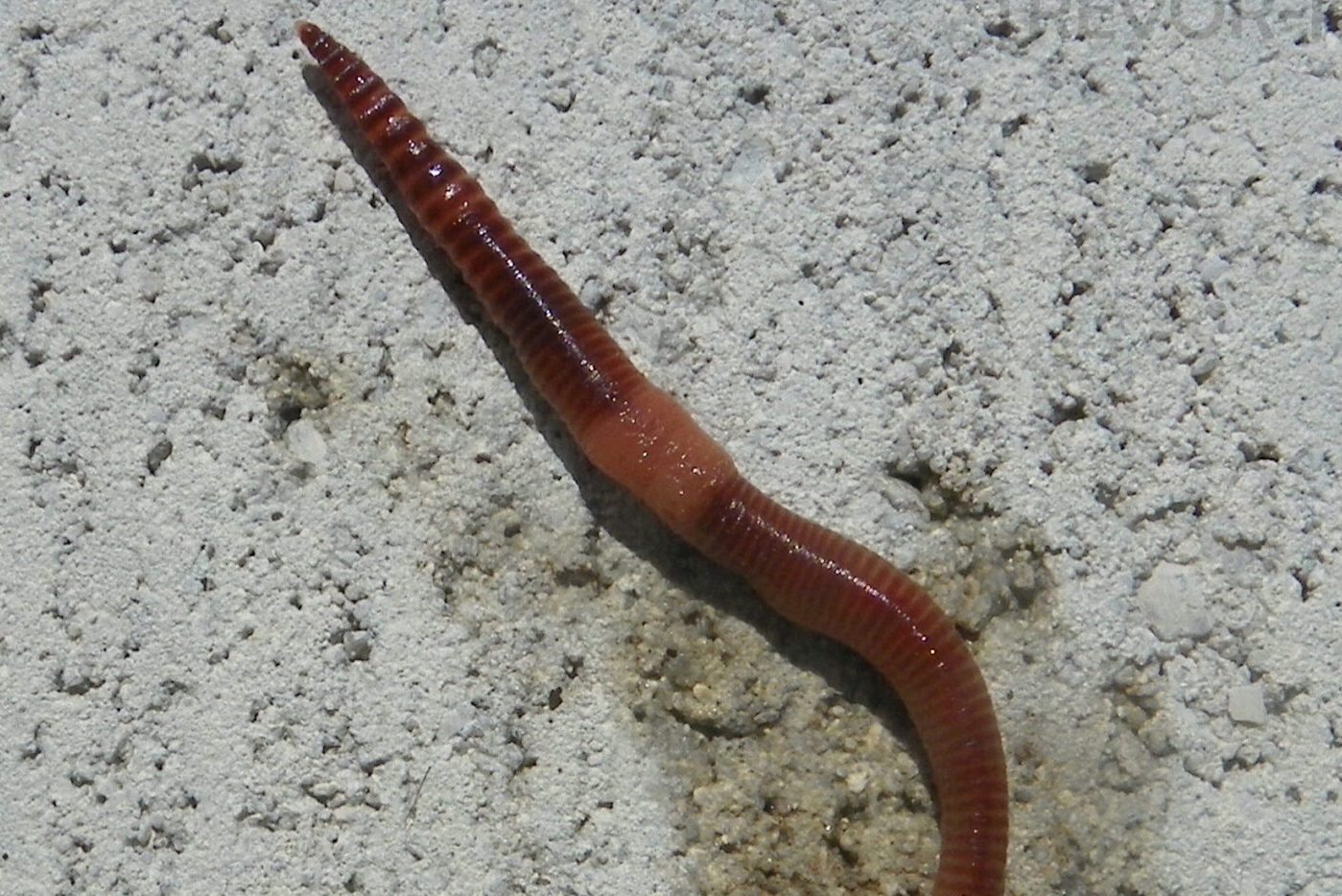 Small and Simple Things: Earthworms