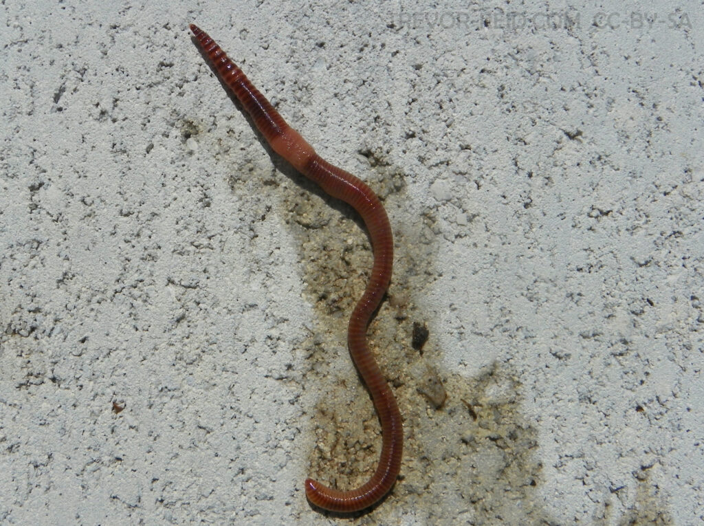 Photo of European Nightcrawler worm.