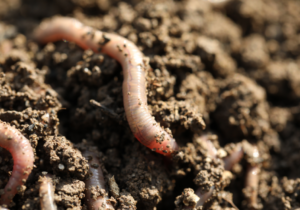 worms in soil