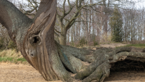 Gnarled tree