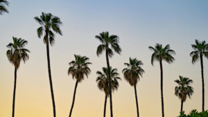 Palm trees