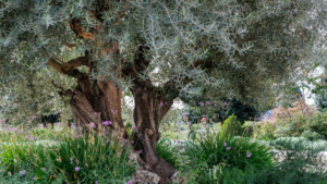 Olive tree